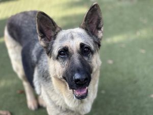 STAR German Shepherd Dog Dog