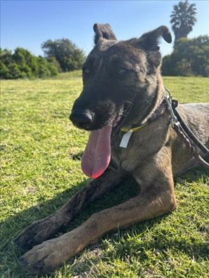 FRANKIE Belgian Shepherd / Malinois Dog
