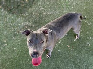 SISTER Pit Bull Terrier Dog