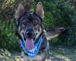 WILBUR German Shepherd Dog Dog