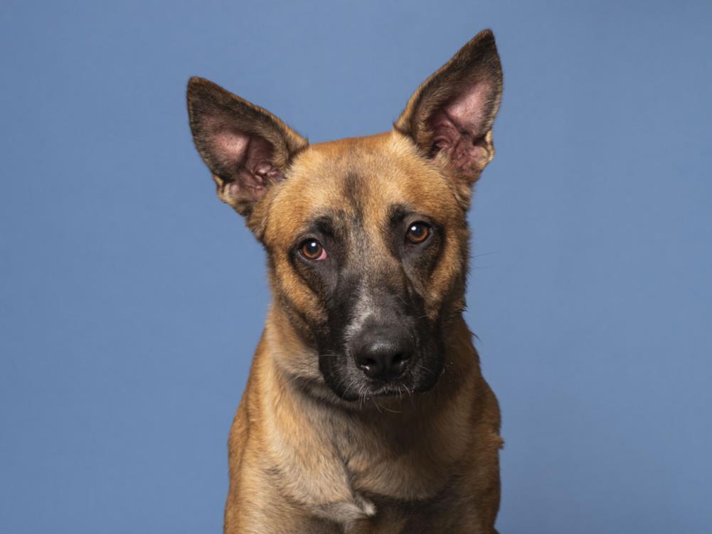 ODIE