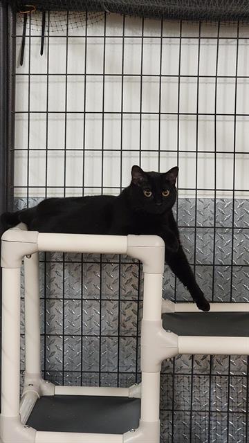 SQUEE, an adoptable Domestic Short Hair in Casper, WY, 82601 | Photo Image 1