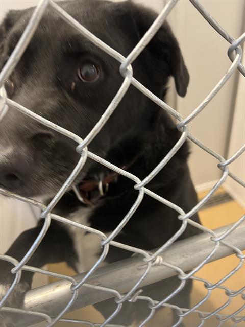 A118690, an adoptable Labrador Retriever in Casper, WY, 82601 | Photo Image 1