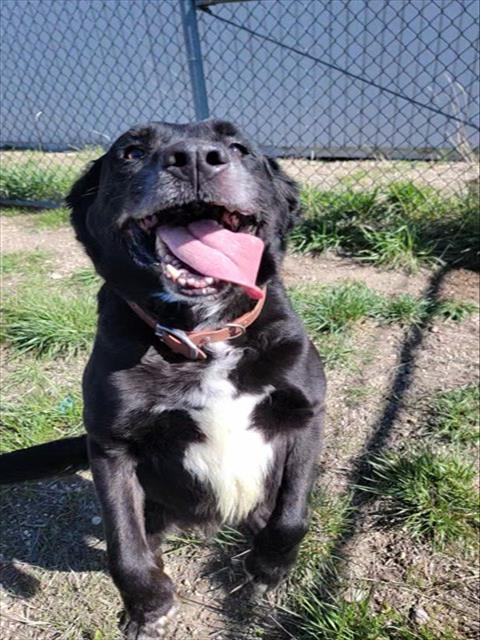 BOSCO, an adoptable Labrador Retriever in Casper, WY, 82601 | Photo Image 1