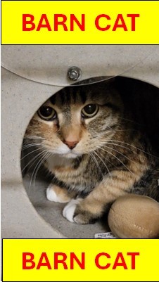 BARN CAT 2, an adoptable Domestic Short Hair in Casper, WY, 82601 | Photo Image 1