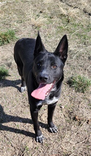 MCQUEEN, an adoptable Labrador Retriever, Pit Bull Terrier in Casper, WY, 82601 | Photo Image 1
