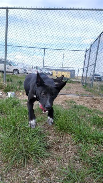 MCQUEEN, an adoptable Labrador Retriever, Pit Bull Terrier in Casper, WY, 82601 | Photo Image 1