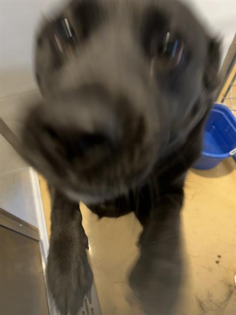A118697, an adoptable Labrador Retriever in Casper, WY, 82601 | Photo Image 1
