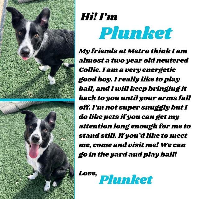PLUNKET, an adoptable Bearded Collie in Casper, WY, 82601 | Photo Image 1