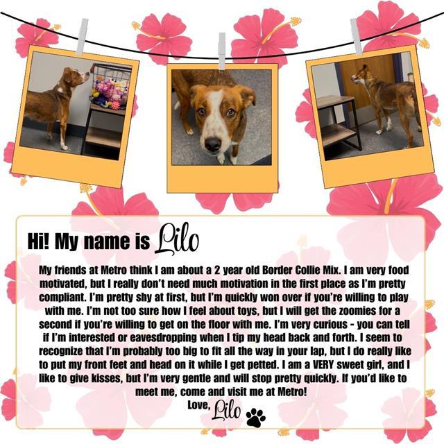 LILO, an adoptable Border Collie, Mixed Breed in Casper, WY, 82601 | Photo Image 1