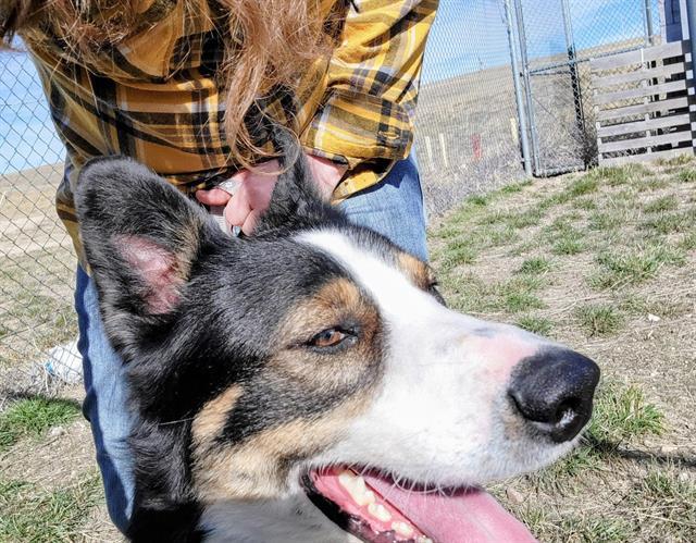 FROST, an adoptable Border Collie, Siberian Husky in Casper, WY, 82601 | Photo Image 1