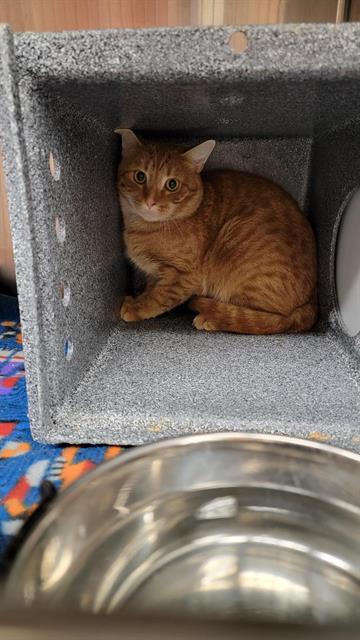 BARN, an adoptable Domestic Short Hair in Casper, WY, 82601 | Photo Image 1