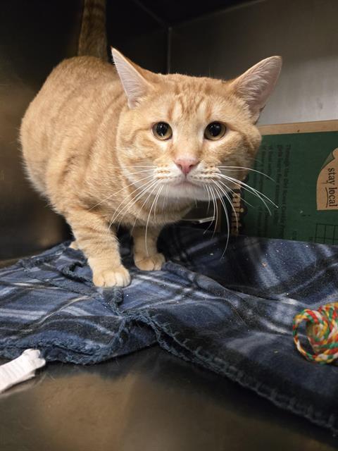 BARN, an adoptable Domestic Short Hair in Casper, WY, 82601 | Photo Image 1