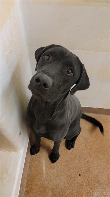 KARMA, an adoptable Labrador Retriever in Casper, WY, 82601 | Photo Image 1