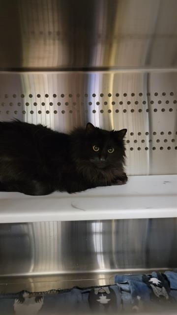 MIDNIGHT, an adoptable Domestic Long Hair in Casper, WY, 82601 | Photo Image 1
