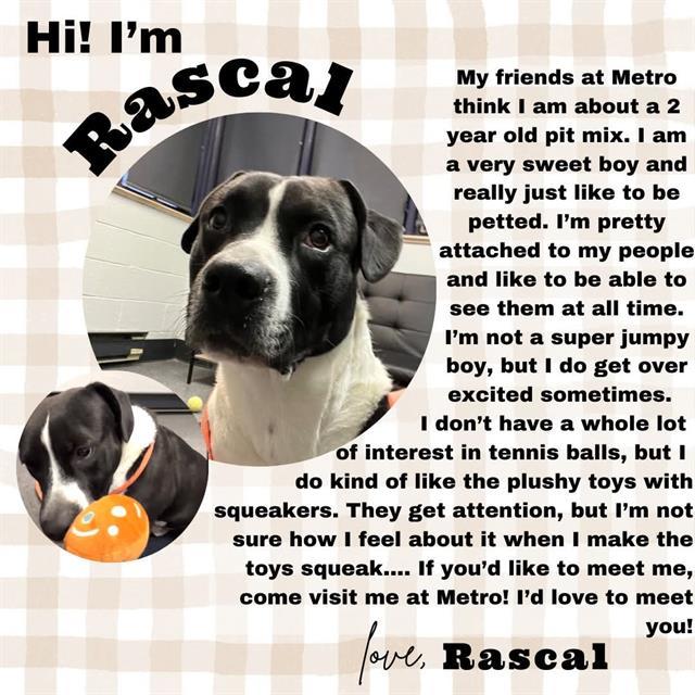 RASCAL, an adoptable Pit Bull Terrier in Casper, WY, 82601 | Photo Image 1