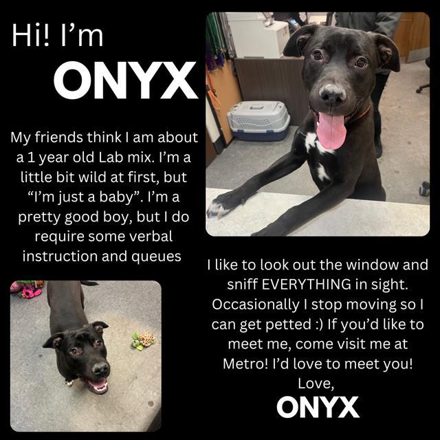 ONYX, an adoptable Labrador Retriever, Pit Bull Terrier in Casper, WY, 82601 | Photo Image 1