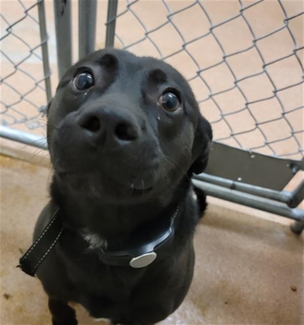 DANDY, an adoptable Pit Bull Terrier, German Shepherd Dog in Casper, WY, 82601 | Photo Image 1