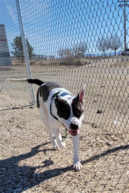 ARROW, an adoptable Pit Bull Terrier in Casper, WY, 82601 | Photo Image 1