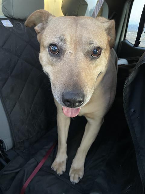 A118715, an adoptable Pit Bull Terrier, Mixed Breed in Casper, WY, 82601 | Photo Image 1