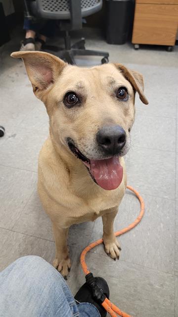 BETTY, an adoptable Pit Bull Terrier, Mixed Breed in Casper, WY, 82601 | Photo Image 1