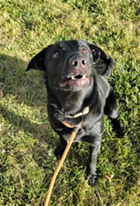 JACK, an adoptable Labrador Retriever in Casper, WY, 82601 | Photo Image 1