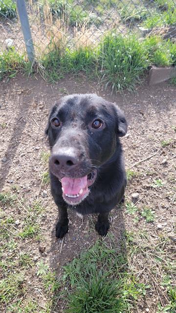JACK, an adoptable Labrador Retriever in Casper, WY, 82601 | Photo Image 1