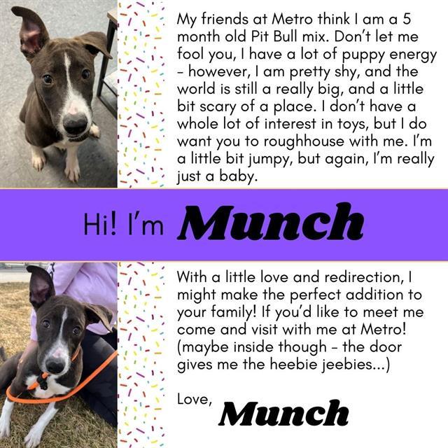 MUNCH, an adoptable Pit Bull Terrier, Mixed Breed in Casper, WY, 82601 | Photo Image 1