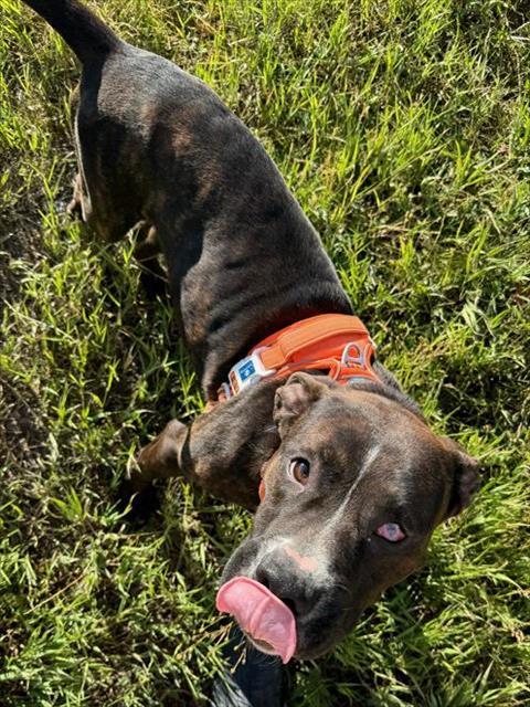 SECOND CHANCE, an adoptable Pit Bull Terrier, Mixed Breed in Casper, WY, 82601 | Photo Image 1