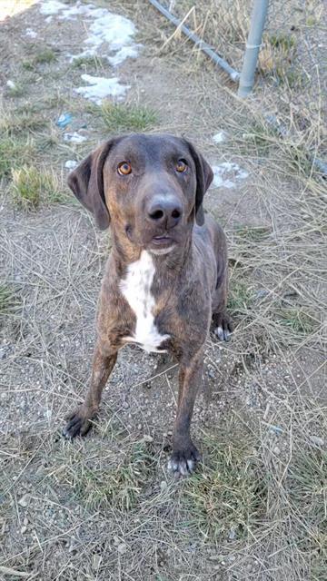 CRITTER, an adoptable Pointer in Casper, WY, 82601 | Photo Image 1