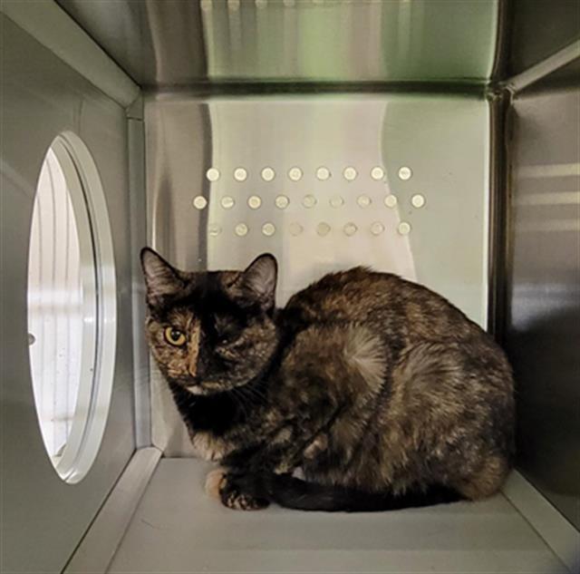 MA, an adoptable Domestic Short Hair in Casper, WY, 82601 | Photo Image 1