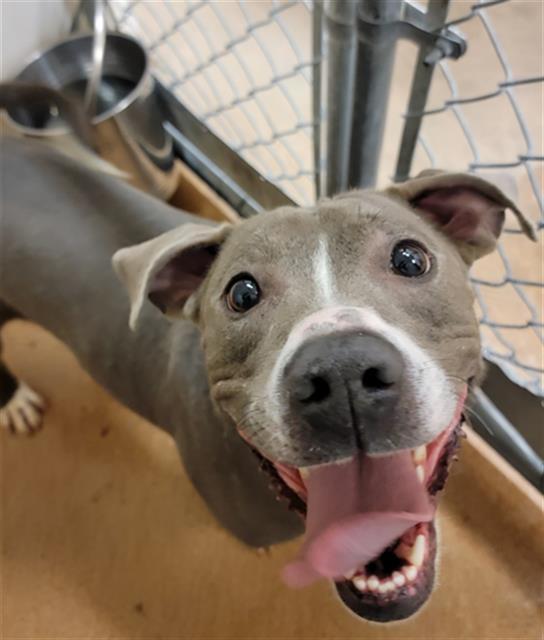 SWEET PEA, an adoptable Pit Bull Terrier, Mixed Breed in Casper, WY, 82601 | Photo Image 1