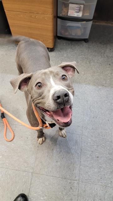 SWEET PEA, an adoptable Pit Bull Terrier, Mixed Breed in Casper, WY, 82601 | Photo Image 1