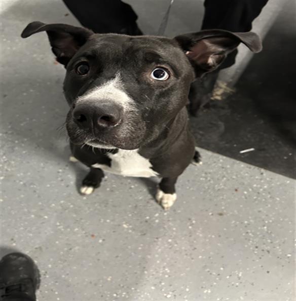 LOLA, an adoptable Pit Bull Terrier in Casper, WY, 82601 | Photo Image 1