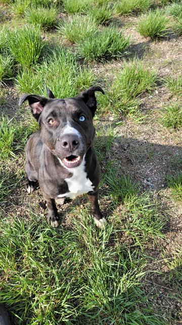 LOLA, an adoptable Pit Bull Terrier in Casper, WY, 82601 | Photo Image 1