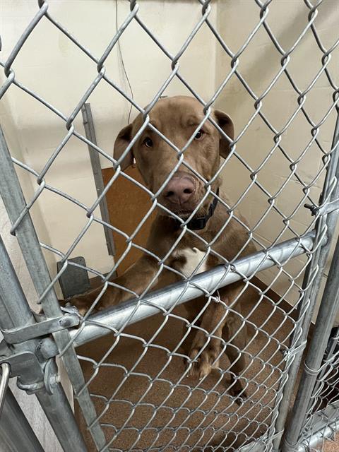 SABLE, an adoptable Labrador Retriever, Pit Bull Terrier in Casper, WY, 82601 | Photo Image 1
