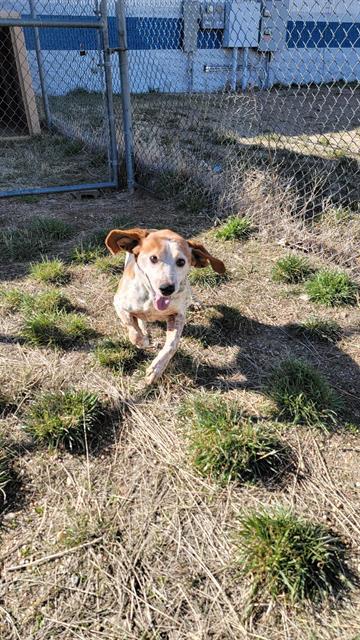 HEKKA, an adoptable English Coonhound in Casper, WY, 82601 | Photo Image 1