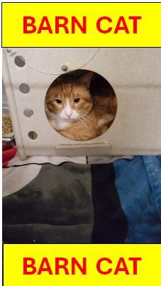 JERRY, an adoptable Domestic Short Hair in Casper, WY, 82601 | Photo Image 1
