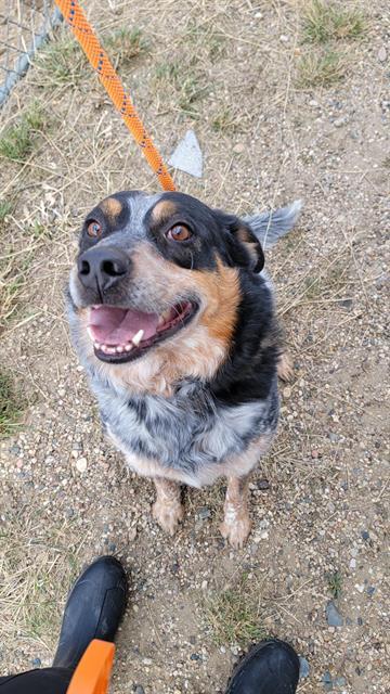 JINKS, an adoptable Australian Cattle Dog / Blue Heeler in Casper, WY, 82601 | Photo Image 1
