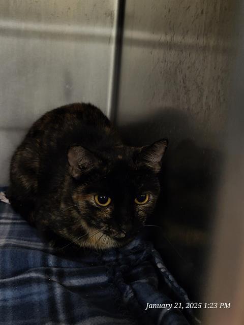 KAA, an adoptable Domestic Short Hair in Casper, WY, 82601 | Photo Image 1
