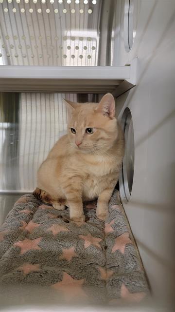 EGG, an adoptable Domestic Short Hair in Casper, WY, 82601 | Photo Image 1