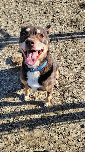KEVIN, an adoptable Australian Kelpie in Casper, WY, 82601 | Photo Image 1