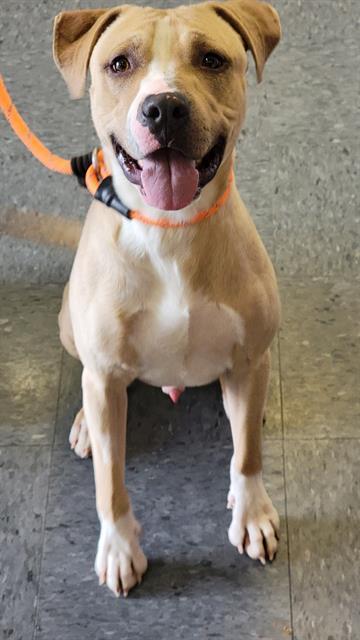 PANCAKE, an adoptable Pit Bull Terrier in Casper, WY, 82601 | Photo Image 1