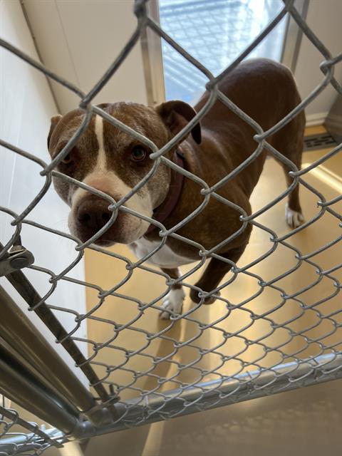 SUSIE, an adoptable Pit Bull Terrier in Casper, WY, 82601 | Photo Image 1