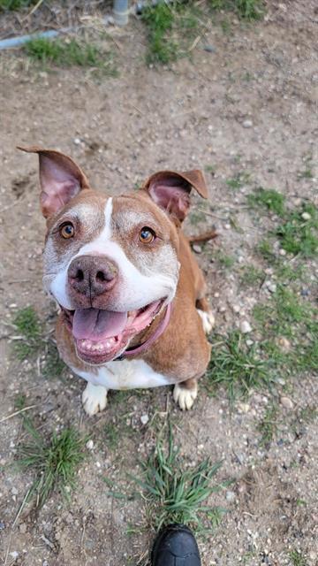 SUSIE, an adoptable Pit Bull Terrier in Casper, WY, 82601 | Photo Image 1