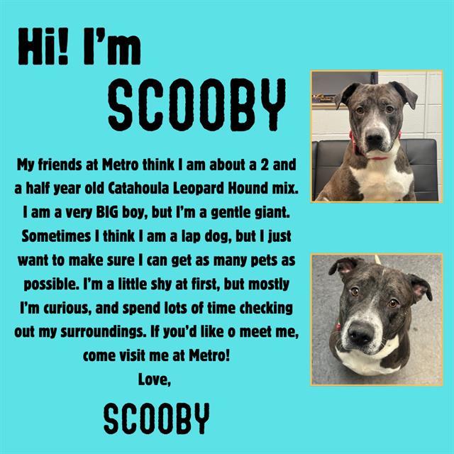 SCOOBY, an adoptable Catahoula Leopard Dog, Pit Bull Terrier in Casper, WY, 82601 | Photo Image 1