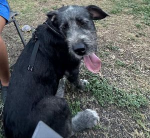 PANCHA, Young Female unknown