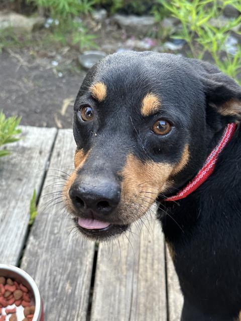 ZUKO