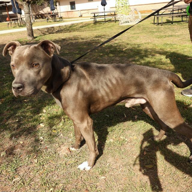 KOVU
