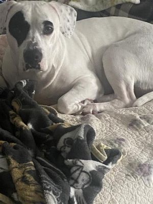 BELLA, Adult Female unknown